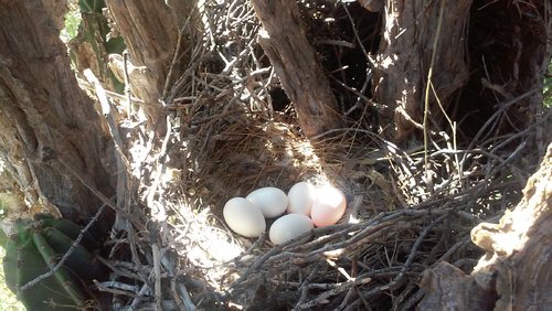 Roadrunner Eggs  April 2020'.jpg
