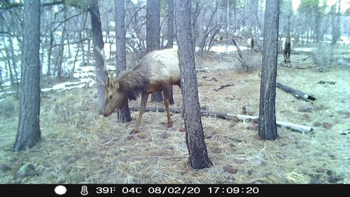 bachelor herd.JPG bachelor herd.JPG