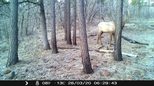 biggerbull.JPG biggerbull.JPG