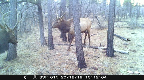 raghorns.JPG raghorns.JPG