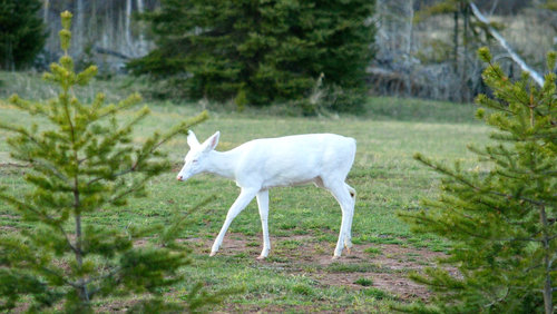 DSC_1241_197.JPG DSC_1241_197.JPG