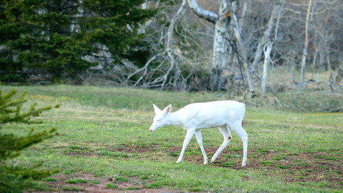 DSC_1237_195.JPG