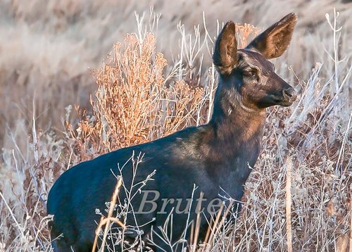 Black Doe  a-9286.jpg