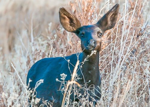 Black Doe  a-9263.jpg
