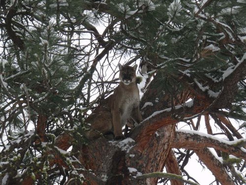 female cat Indian trees 010.jpg