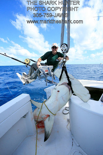 BEACH HAMMERHEAD.jpg