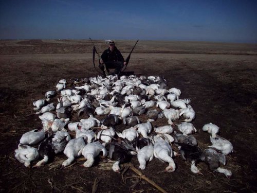 snowgoose 2009 005 (1088 x 816).jpg