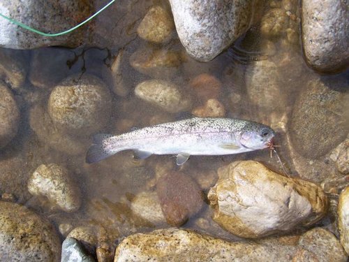 Middle Fork Boise August 2010 047.jpg