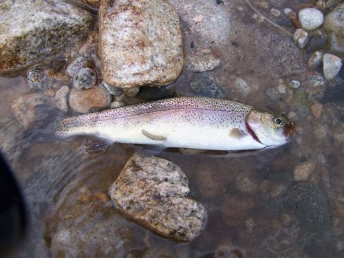 Middle Fork Boise August 2010 048.jpg