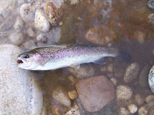 Middle Fork Boise August 2010 055.jpg