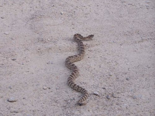 Middle Fork Boise August 2010 060.jpg