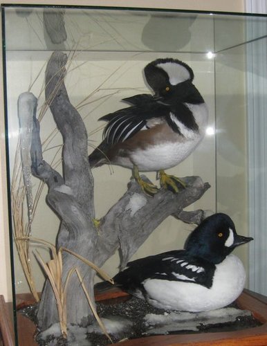 Birds Under Glass.jpg