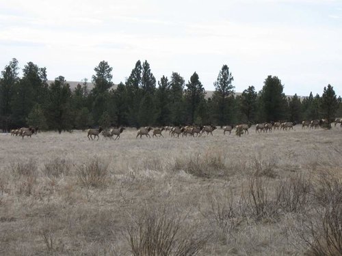 elkrunning.jpg elkrunning.jpg