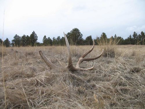 shedhorn.jpg shedhorn.jpg