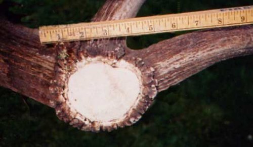 antlerbase.jpg