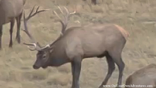 OYO MT Rilfe Elk_Cut 2-7-poster.jpg