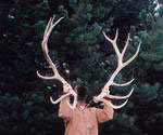 7x7antler.jpg 7x7antler.jpg