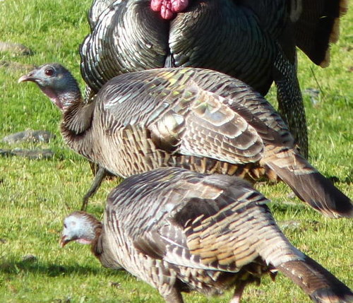 Bearded Lady (2).JPG