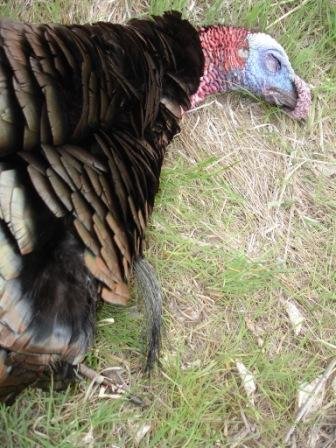 Turkey2011 084.JPG Turkey2011 084.JPG