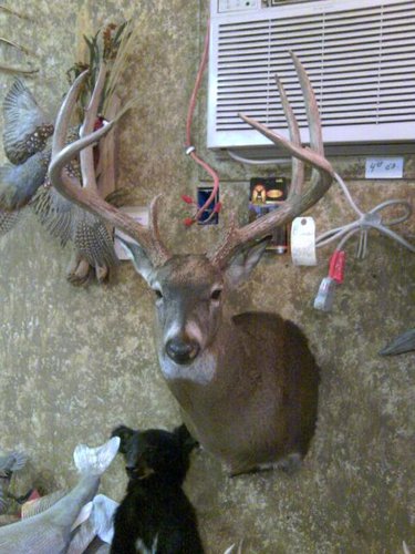 2010 8 pointer mounted.jpg