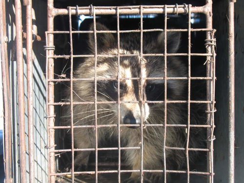 coonintrap.jpg