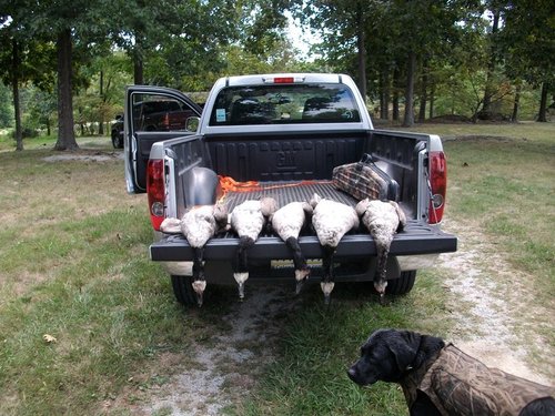 Geese and the dog.JPG