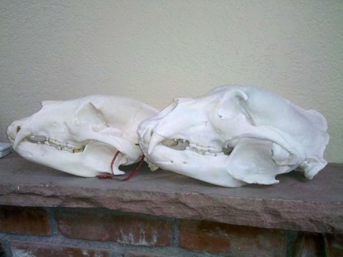 skulls.jpg