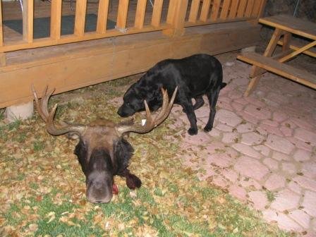 Moose 09.JPG
