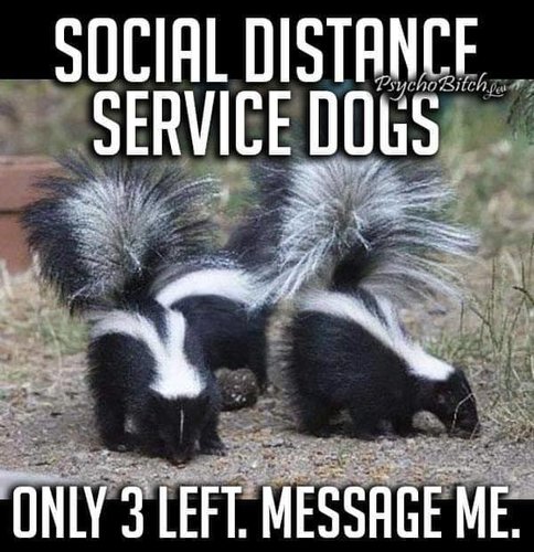 socialdistanceservicedogs.jpg