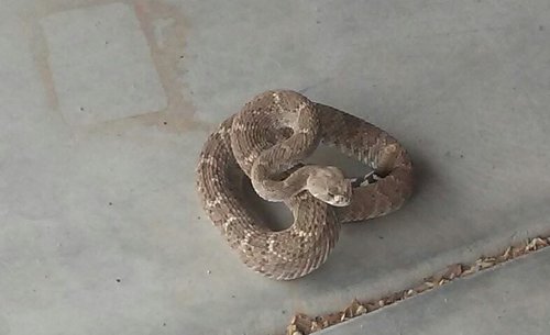 DIAMONDBACK RATTLESNAKE.jpg DIAMONDBACK RATTLESNAKE.jpg