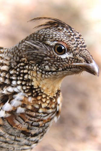 60CC791B-1225-436C-BA1C-5D0A9CA6FB82.jpeg 60CC791B-1225-436C-BA1C-5D0A9CA6FB82.jpeg