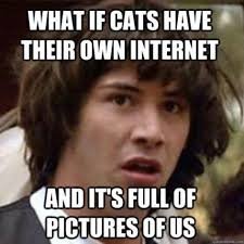 cats.jpg