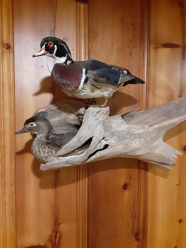 ducks.jpg ducks.jpg
