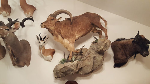 Barbary Sheep.jpg Barbary Sheep.jpg