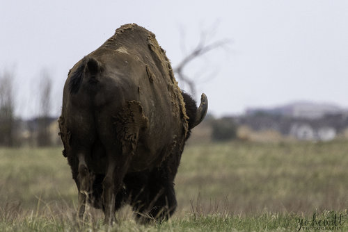 RMA_Bison_Web.jpg RMA_Bison_Web.jpg