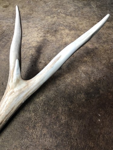 deer antler repair 2.jpg deer antler repair 2.jpg