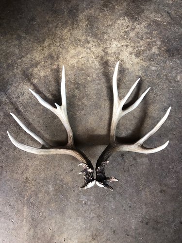 deer antler repair 3.jpg deer antler repair 3.jpg