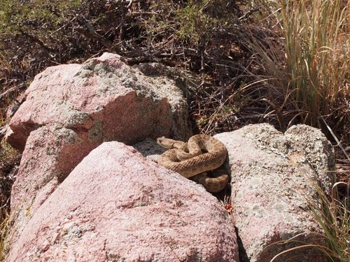 Hunting Snake.jpg Hunting Snake.jpg