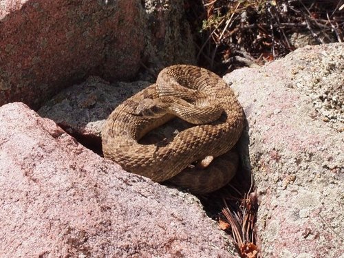 Hunting Snake 2.jpg Hunting Snake 2.jpg