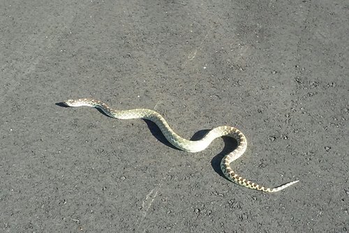 GARTER SNAKE 2019'.jpg