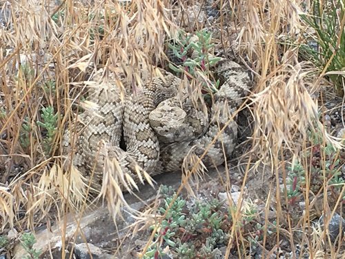 2016-07-16 18.37.09.jpg