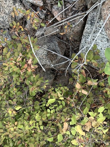 DF21C7BD-2D28-44BA-B73C-FB9D05D4B016.jpeg DF21C7BD-2D28-44BA-B73C-FB9D05D4B016.jpeg