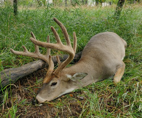 cropped deer.jpg cropped deer.jpg