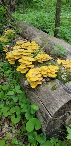 20200520 Golden Oyster Mushrooms.jpg