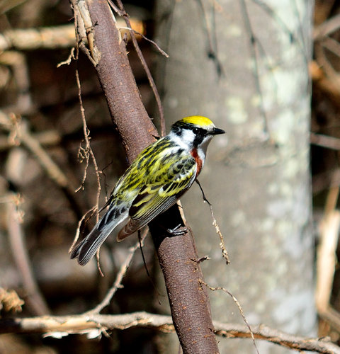 DSC_1527_230.JPG DSC_1527_230.JPG