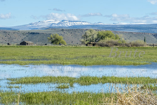 Steens Mt. May 2020  a-4266.JPG