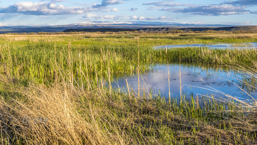 Steens Mt. May 2020  a- 4 photo merge.JPG