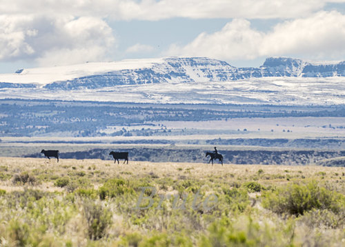 Steens Mt. May 2020  a-2855.JPG