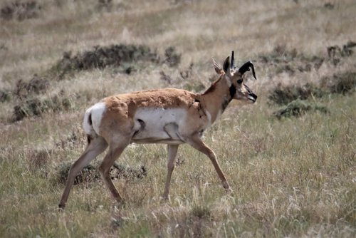 crooked horn antelope.jpg