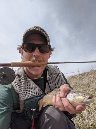 Brown trout.jpg Brown trout.jpg